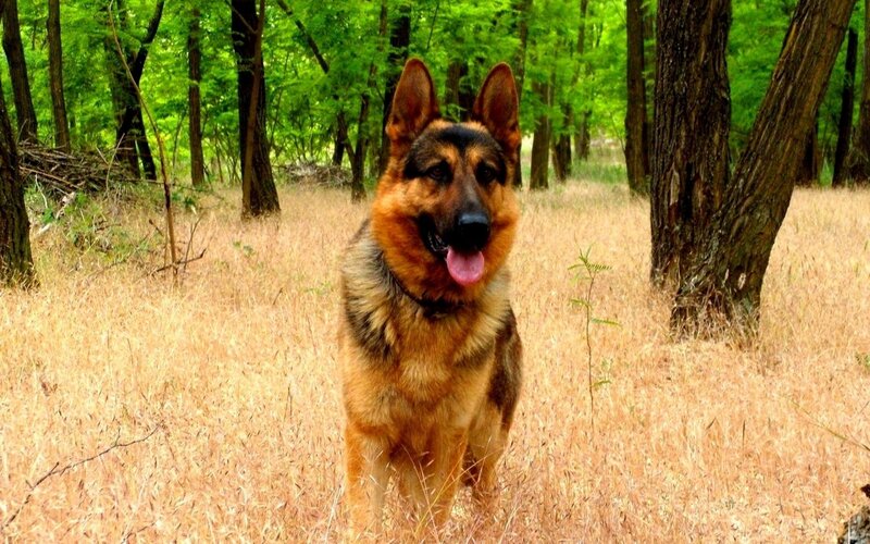 German Shepherd in a forest