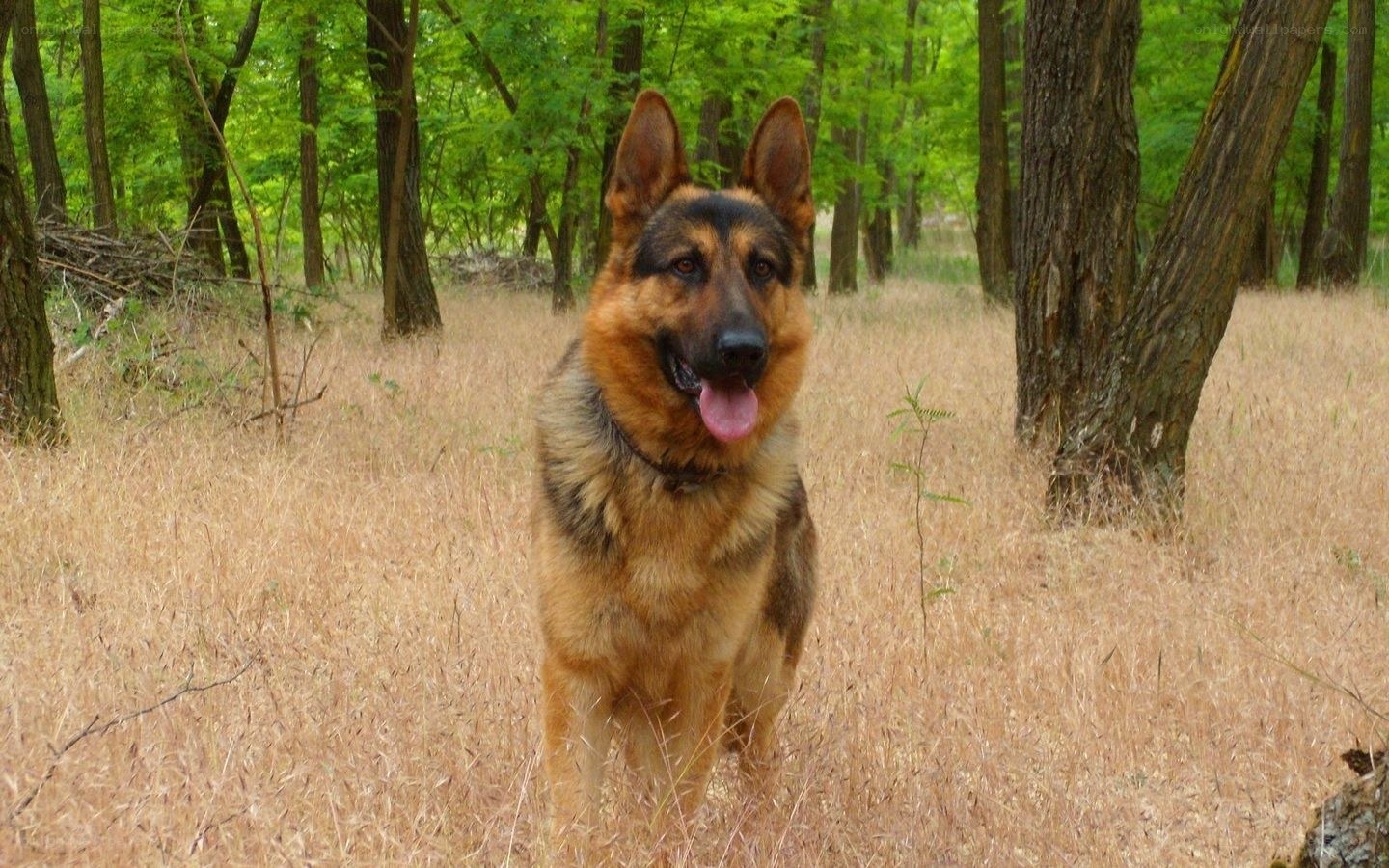 German Shepherd in a forest