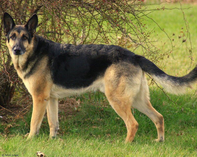 German Shepherd in a garden