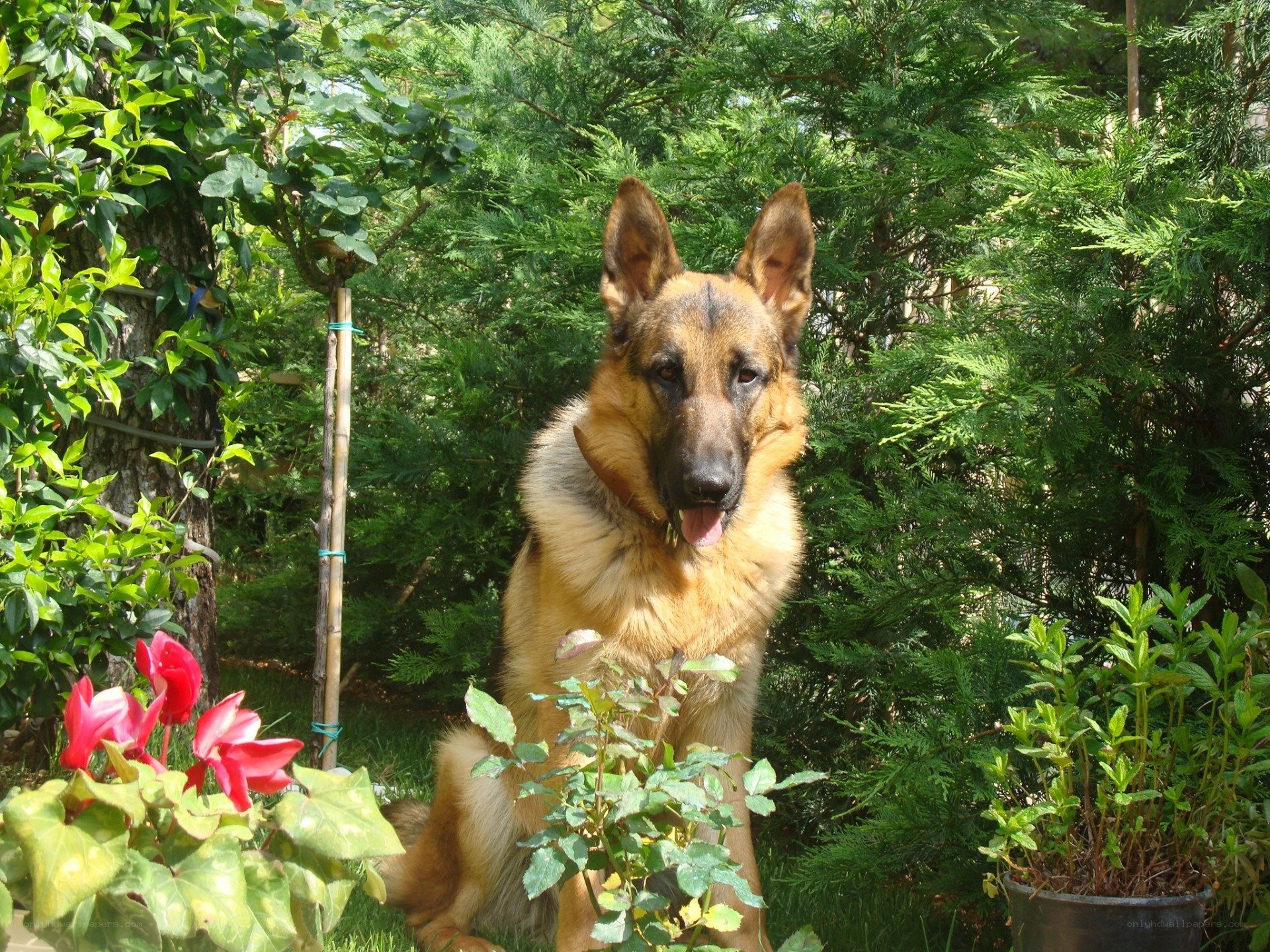 German Shepherd in a garden