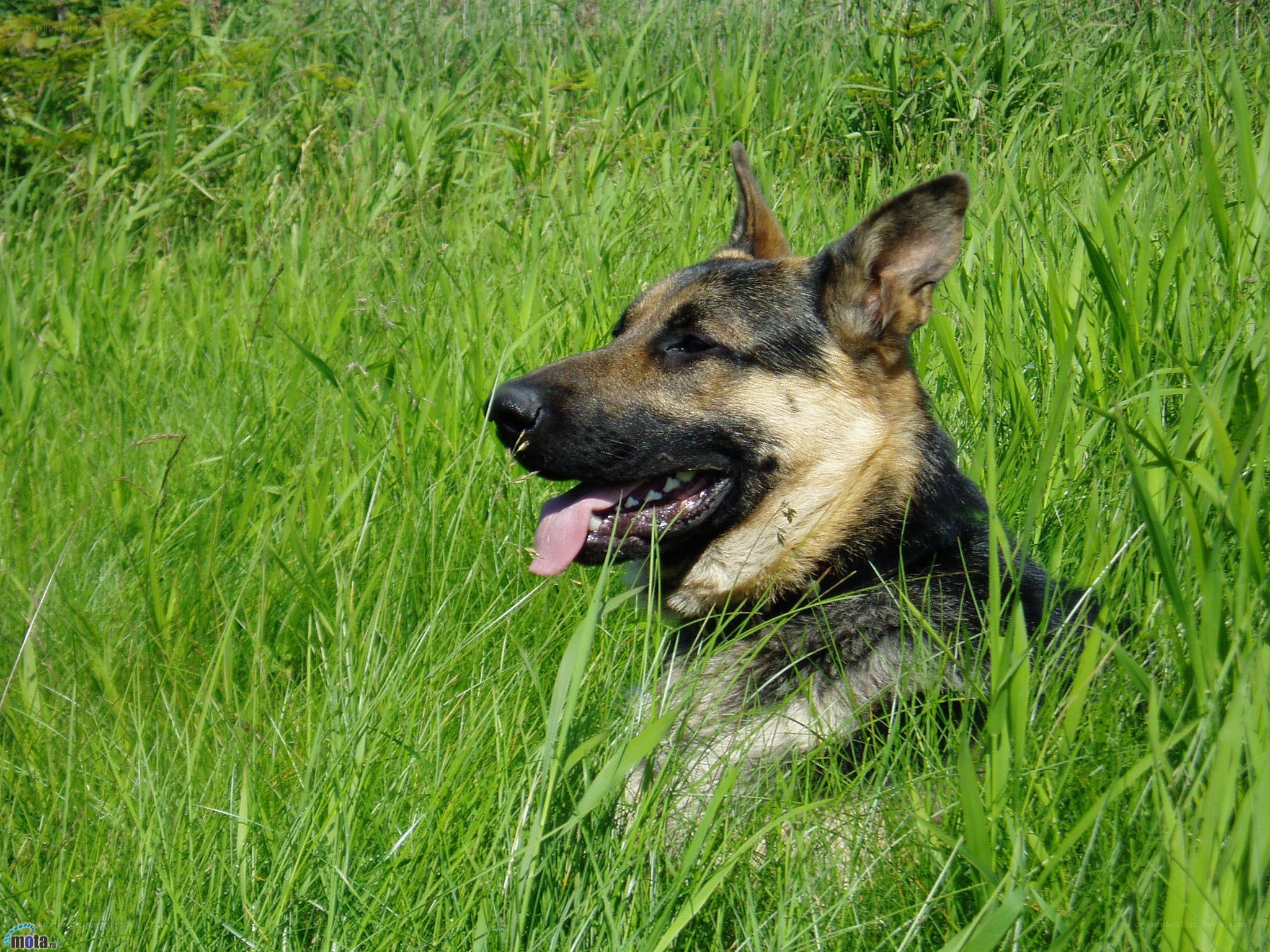 German Shepherd in a grassy field
