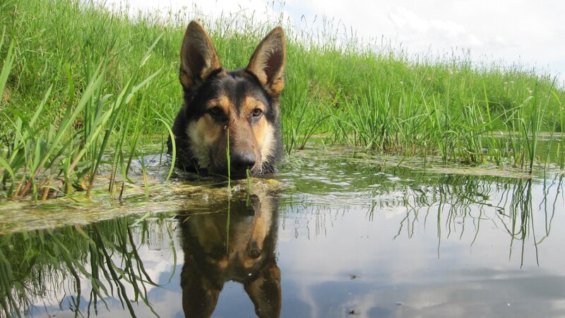 German Shepherd in a pond