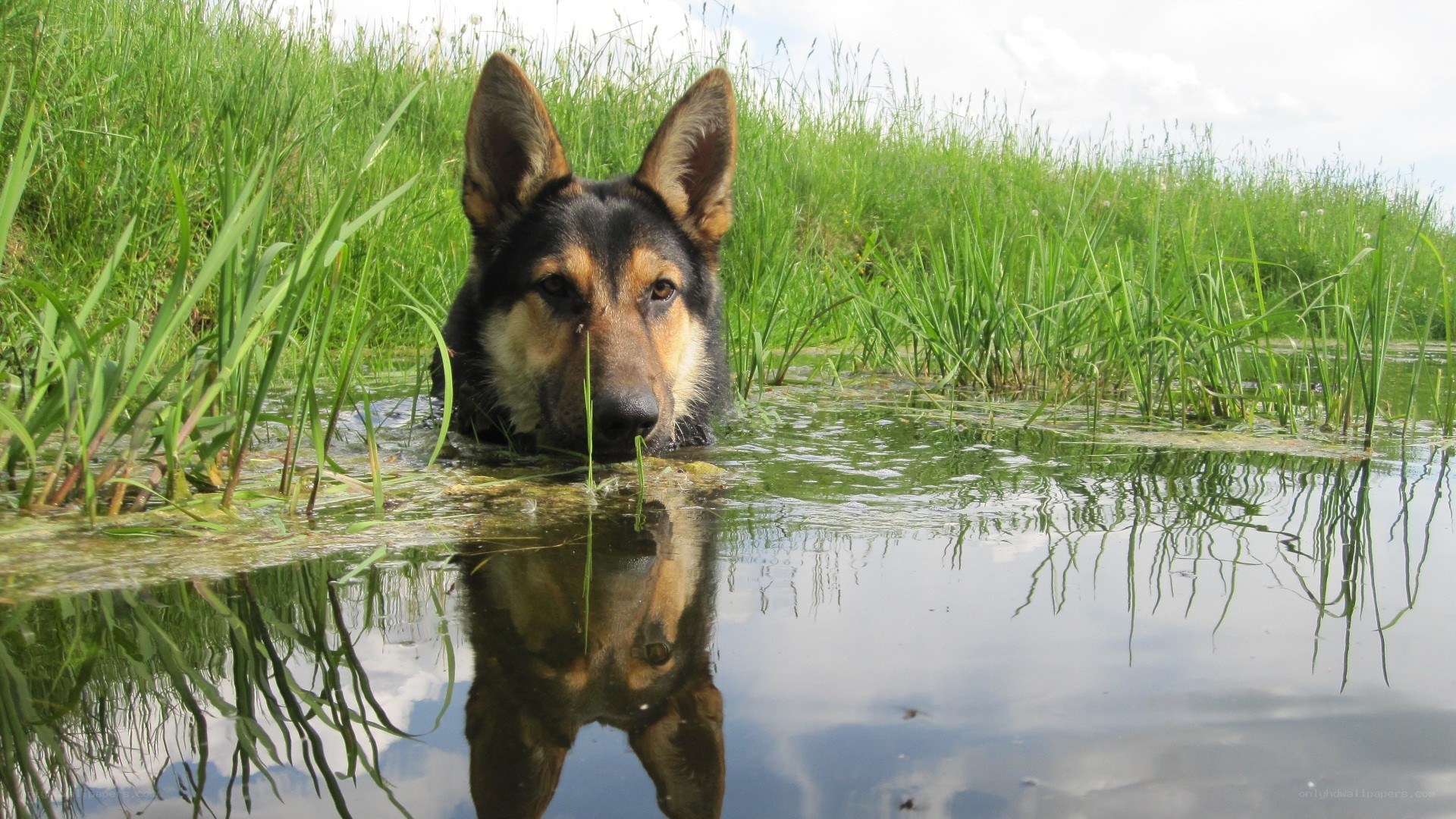 German Shepherd in a pond