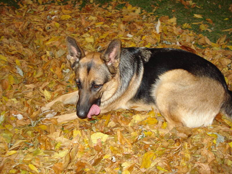 German Shepherd in autumn leaves