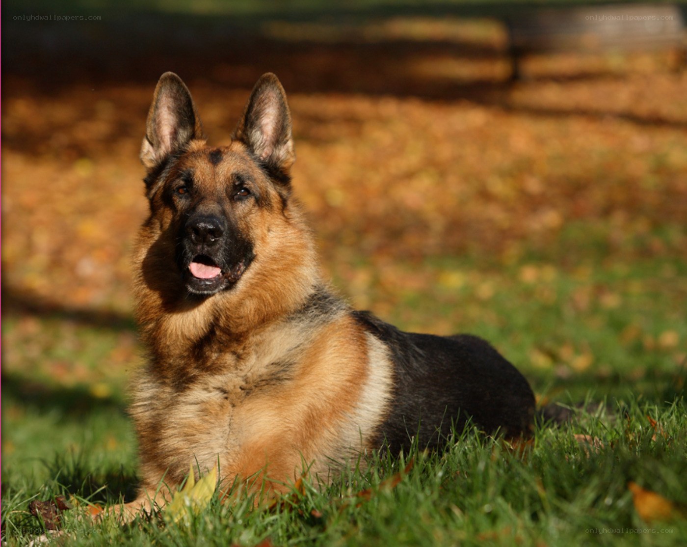 German Shepherd in autumn