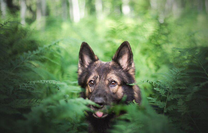 German Shepherd in Ferns