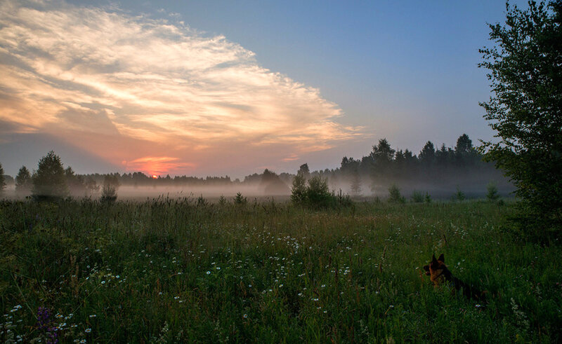 German Shepherd in Field — Green