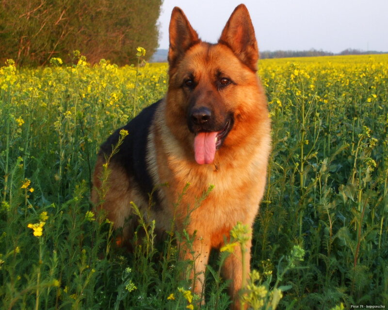 German Shepherd in Field