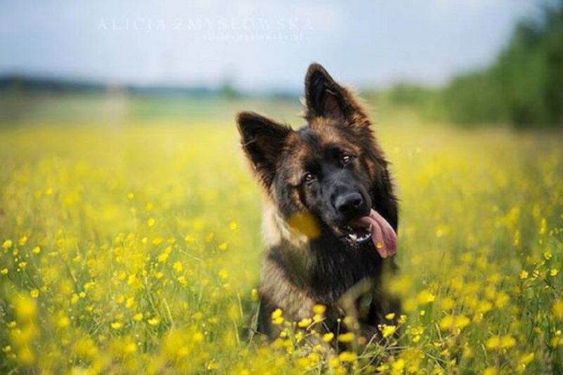 German Shepherd in Field — Yellow