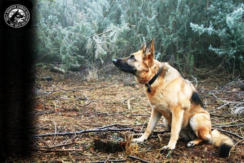 German Shepherd in forest