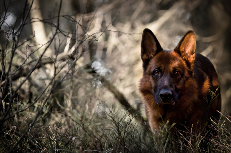 German Shepherd in Forest — Brown