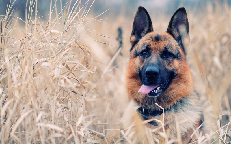 German Shepherd in Grass — Brown, Calm