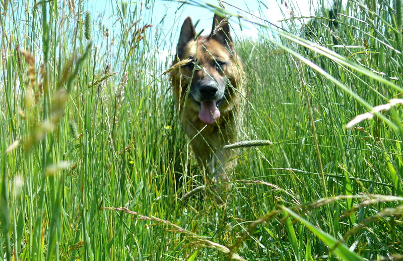 German Shepherd in Grass — Green