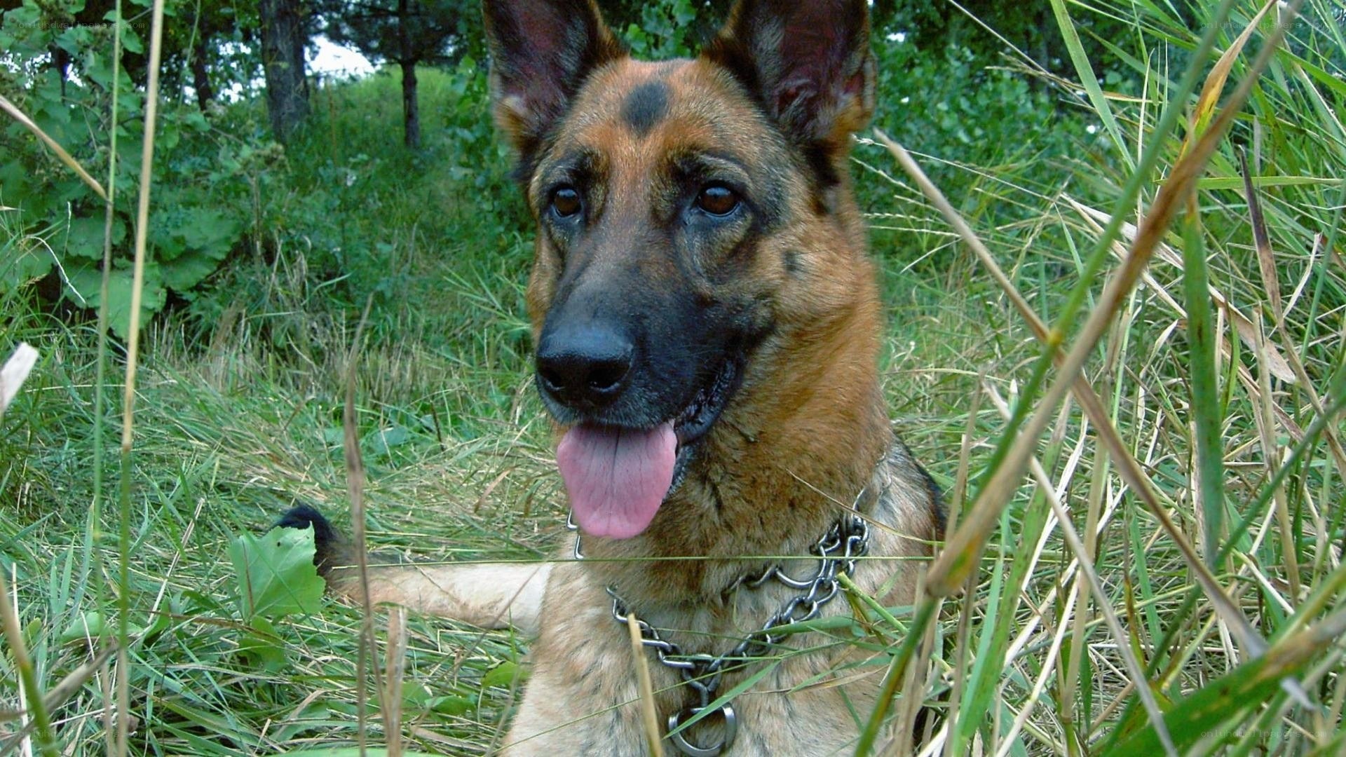 German Shepherd in grass
