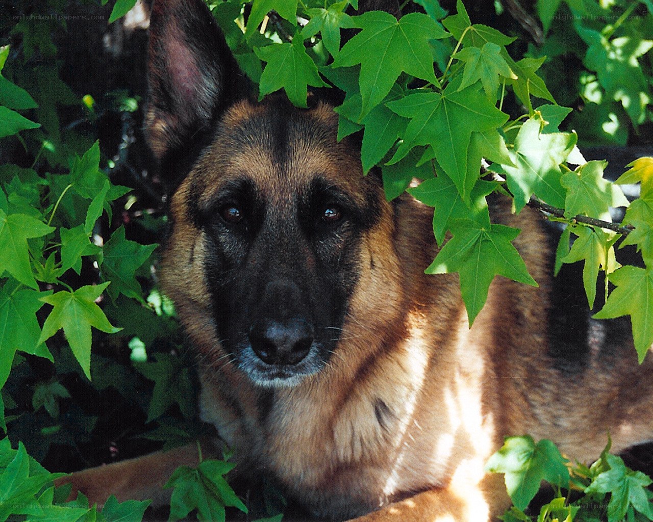 German Shepherd in Green Leaves