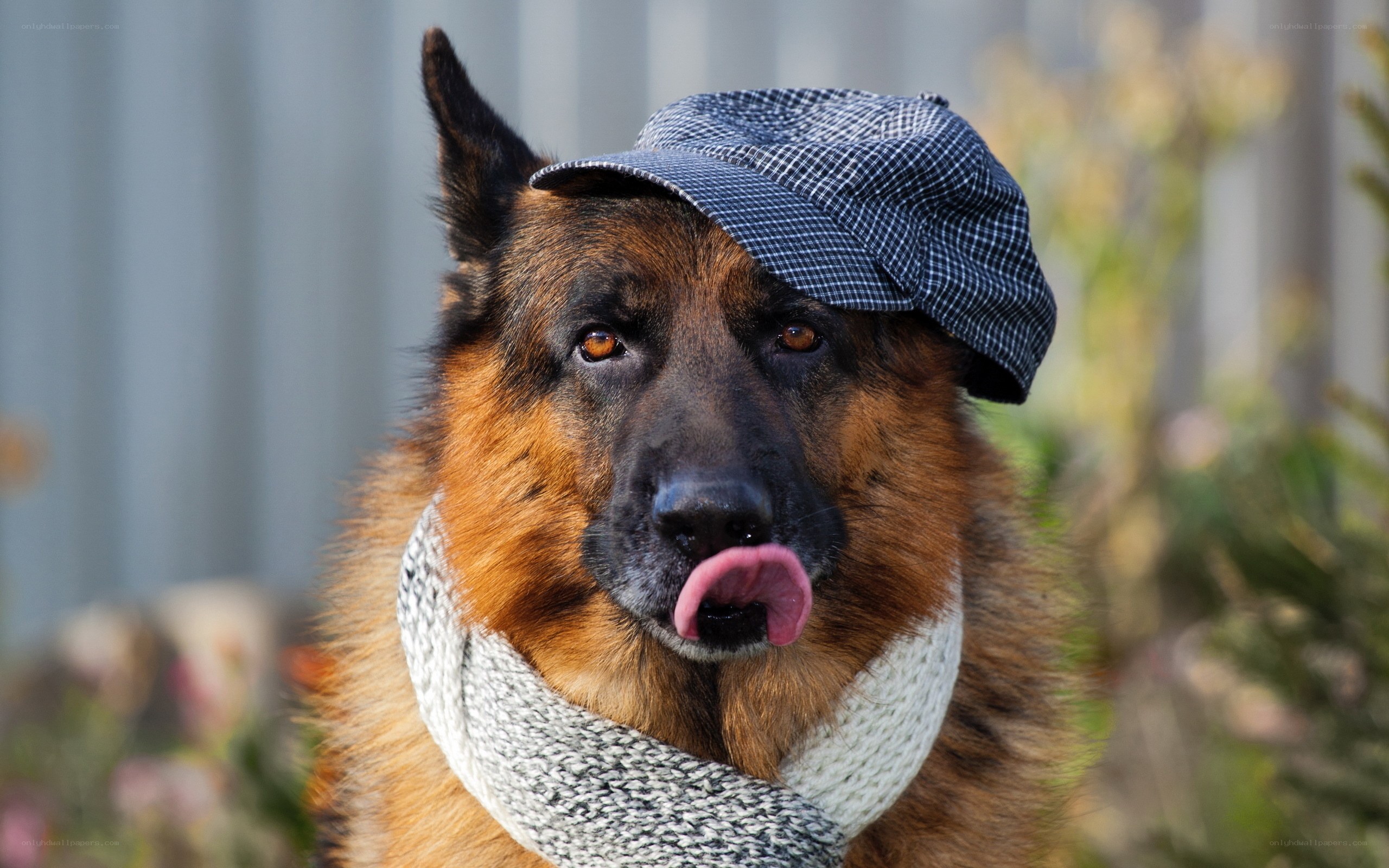 German Shepherd in Hat and Scarf