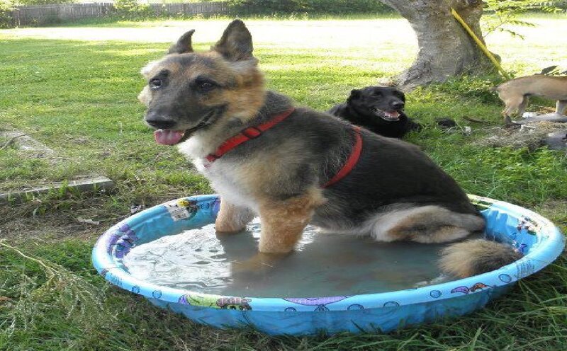 German Shepherd in Pool