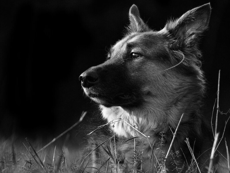 German Shepherd in profile