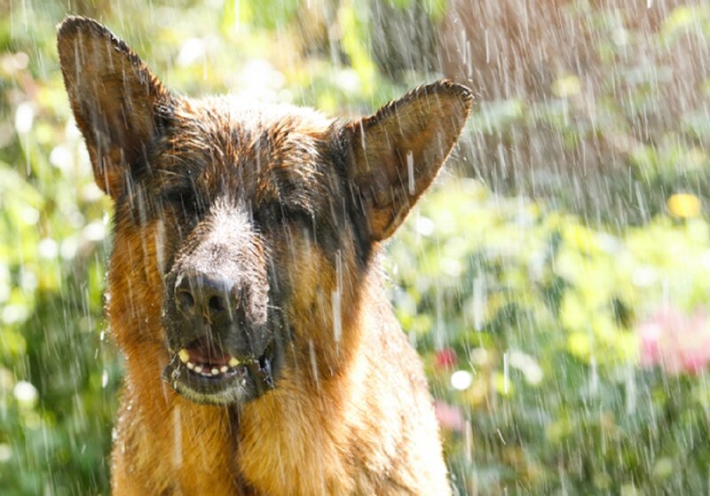 German Shepherd in Rain