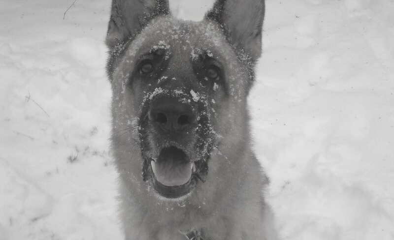 German Shepherd in Snow — Black, Calm