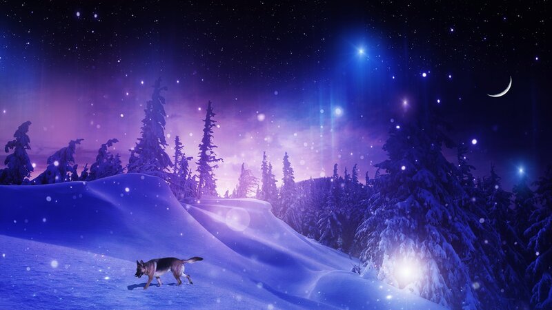 German Shepherd in Snow — Blue