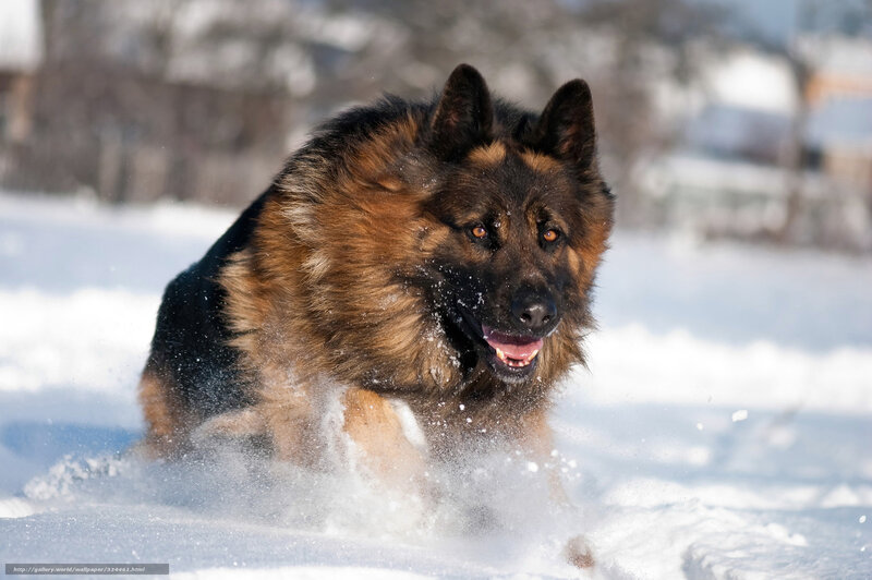 German Shepherd in Snow — Brown, Active, Winter, Photograph