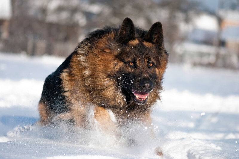 German Shepherd in Snow — Brown, Active, Winter