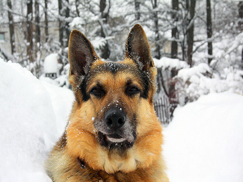 German Shepherd in Snow — Brown, Calm
