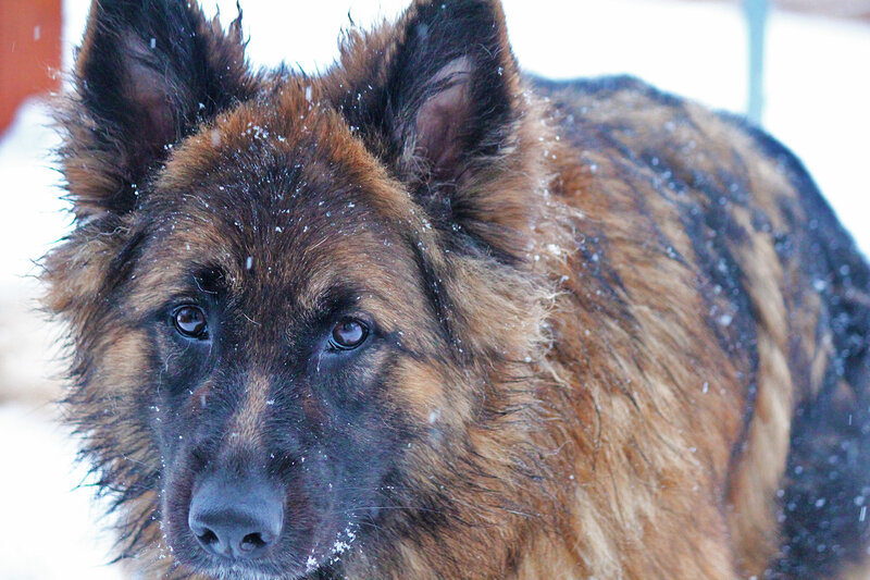 German Shepherd in Snow — Brown, Calm, Winter, Photograph, Dog