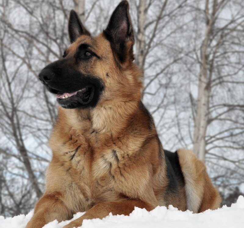 German Shepherd in Snow — Brown, Calm, Winter, Photograph