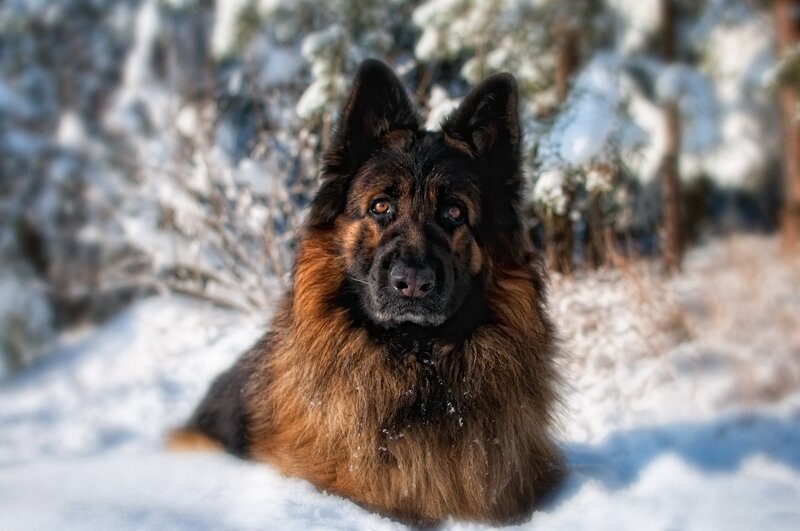 German Shepherd in Snow — Brown, Calm, Winter, Photograph, Trees, Forest