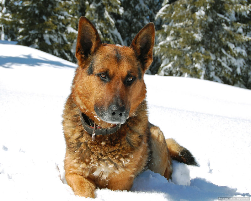 German Shepherd in Snow — Brown, Calm, Winter, Photograph, Trees