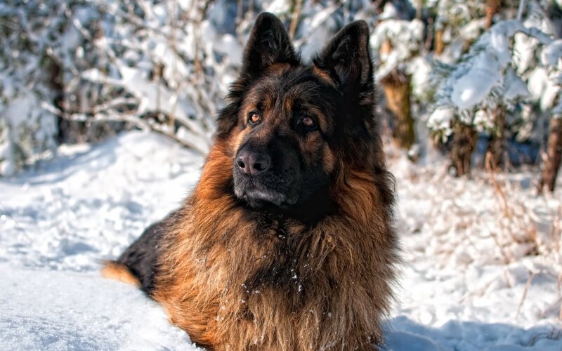 German Shepherd in Snow — Brown, Calm, Winter