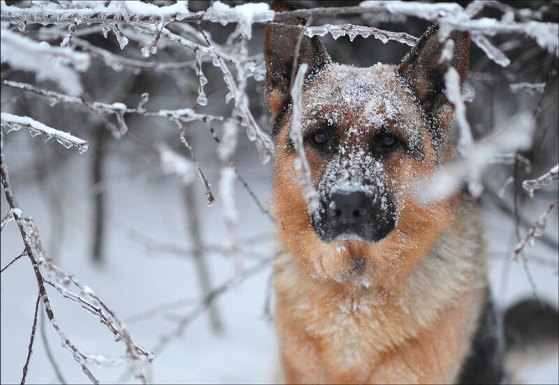 German Shepherd in Snow — Brown, Cold