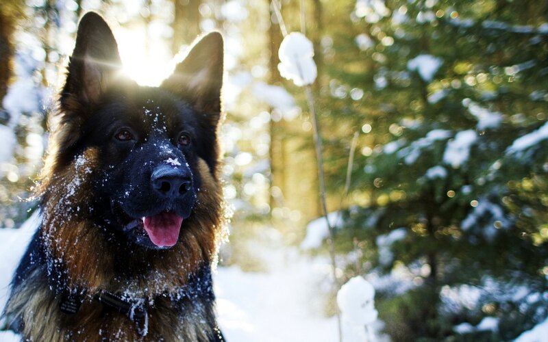 German Shepherd in Snow — Brown, Peaceful