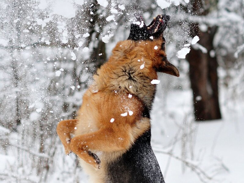German Shepherd in Snow — Brown
