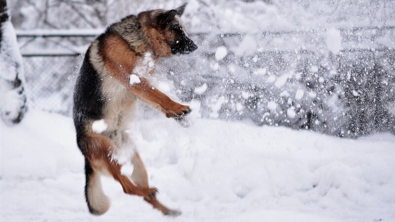 German Shepherd in Snow — White, Active
