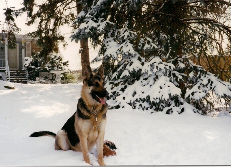 German Shepherd in Snow — White, Calm
