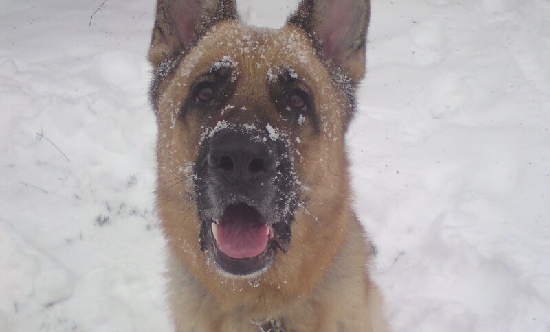 German Shepherd in Snow — White, Calm, Winter, Photograph, Dog