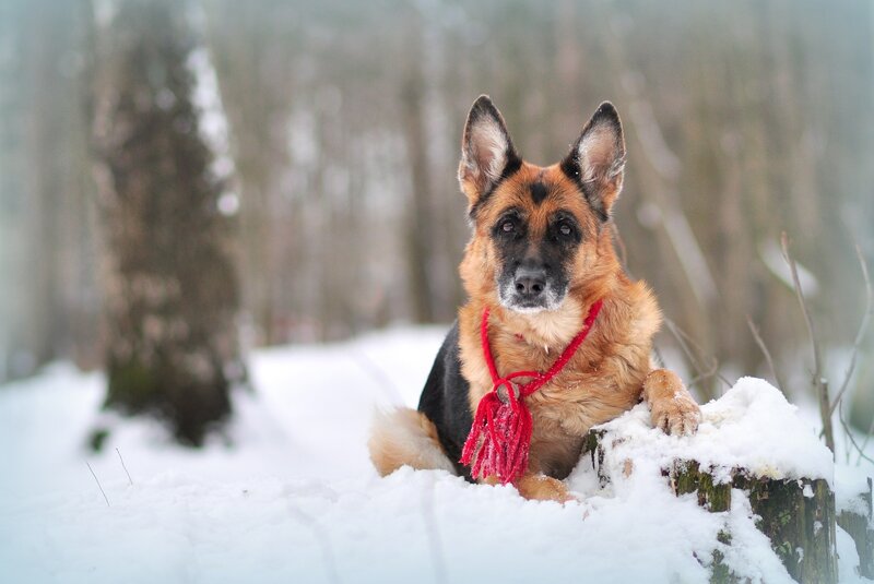 German Shepherd in Snow — White, Calm, Winter, Photograph