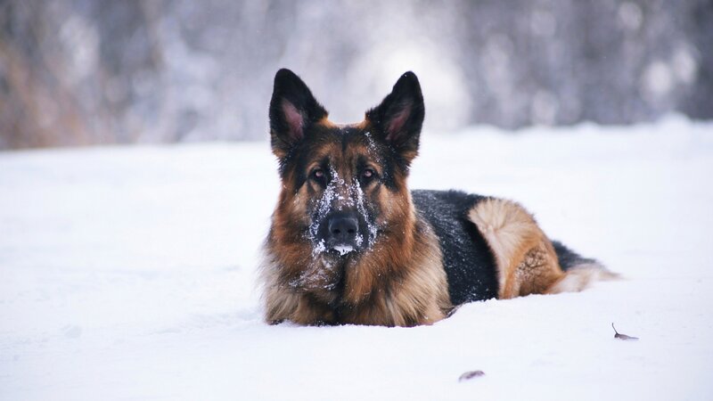 German Shepherd in Snow — White, Calm, Winter, Photograph, Trees