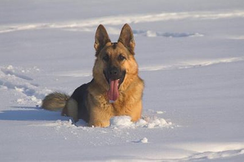 German Shepherd in Snow — White, Calm, Winter