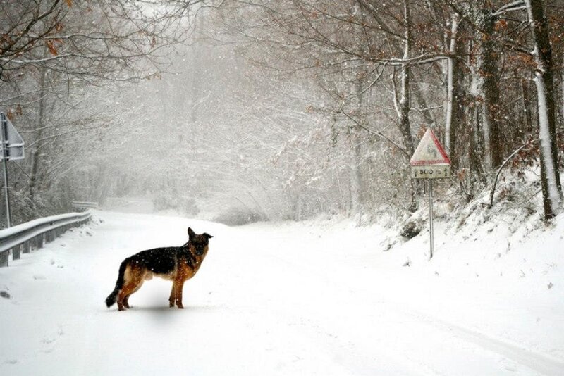 German Shepherd in Snow — White, Cold