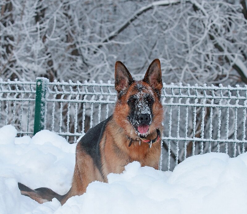 German Shepherd in Snow — White, Cold, Winter