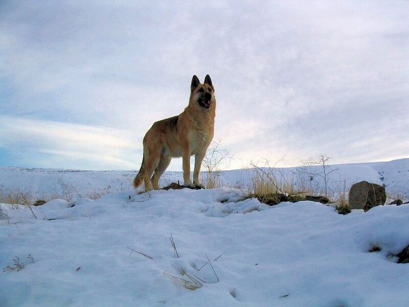German Shepherd in Snow — White