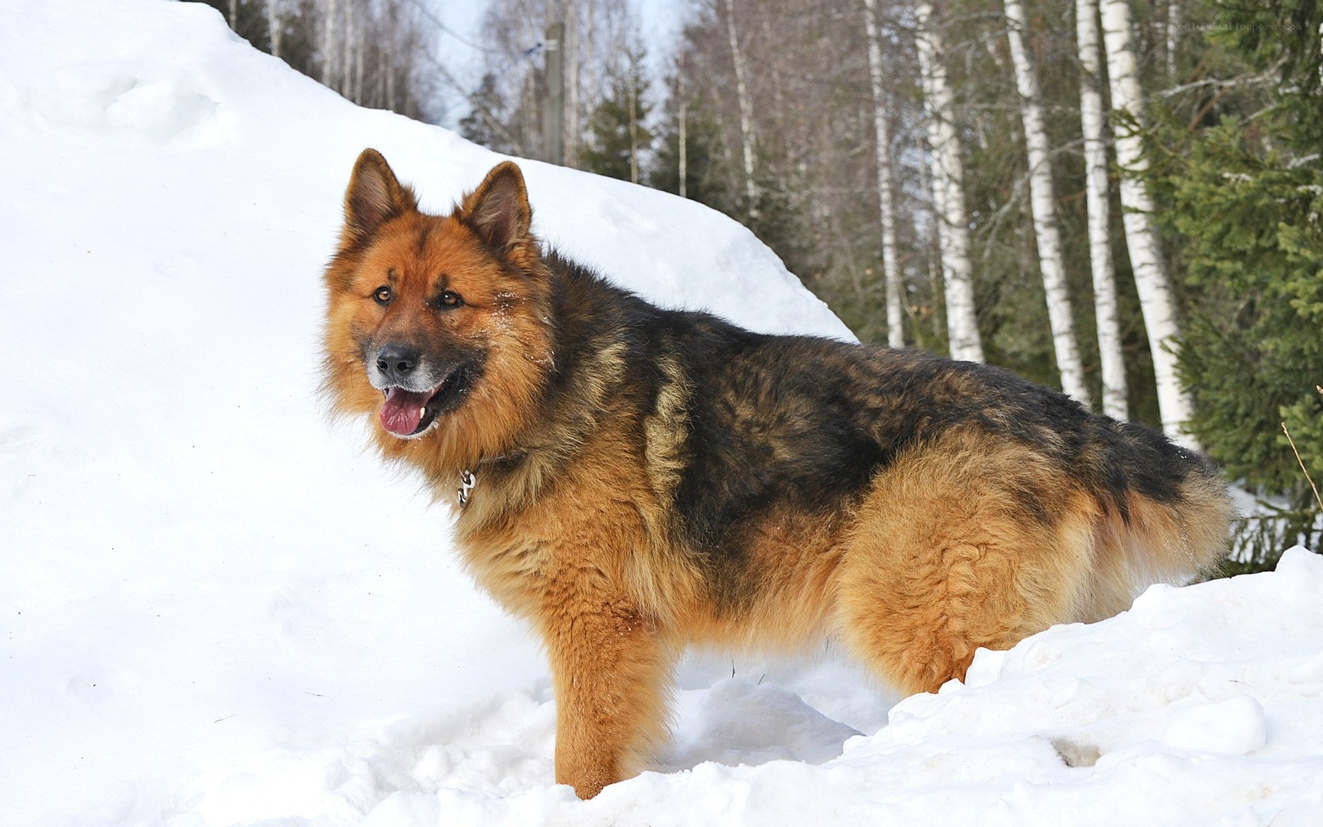 German Shepherd in snowy forest