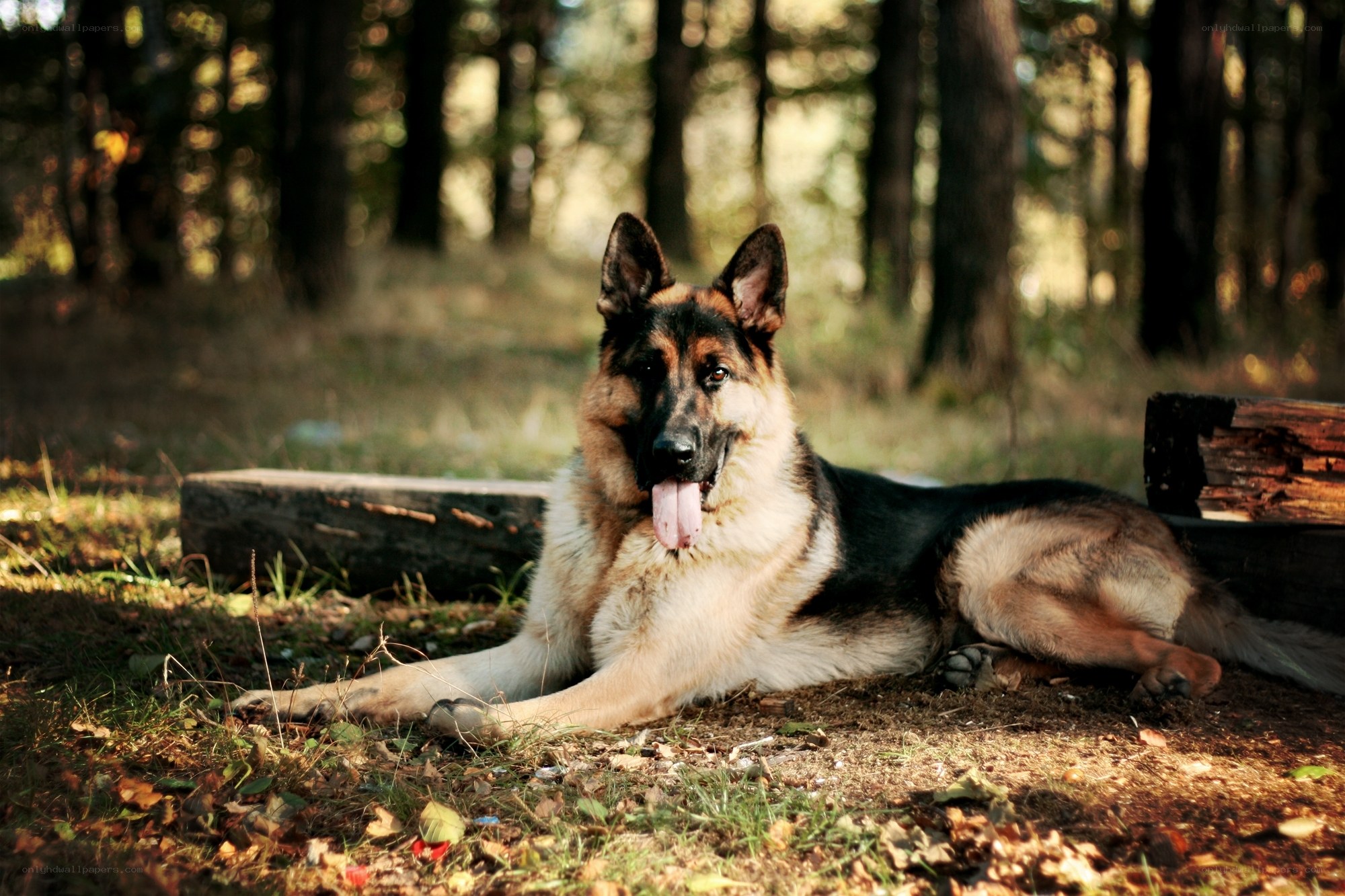 German Shepherd in the Forest