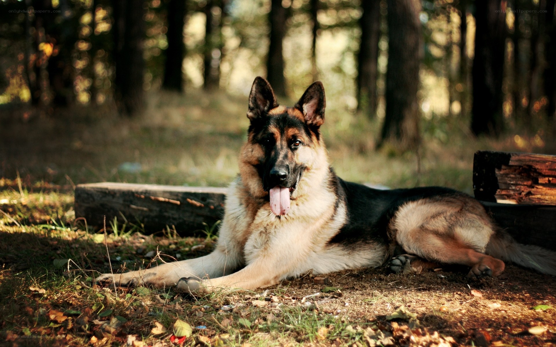 German Shepherd in the Forest