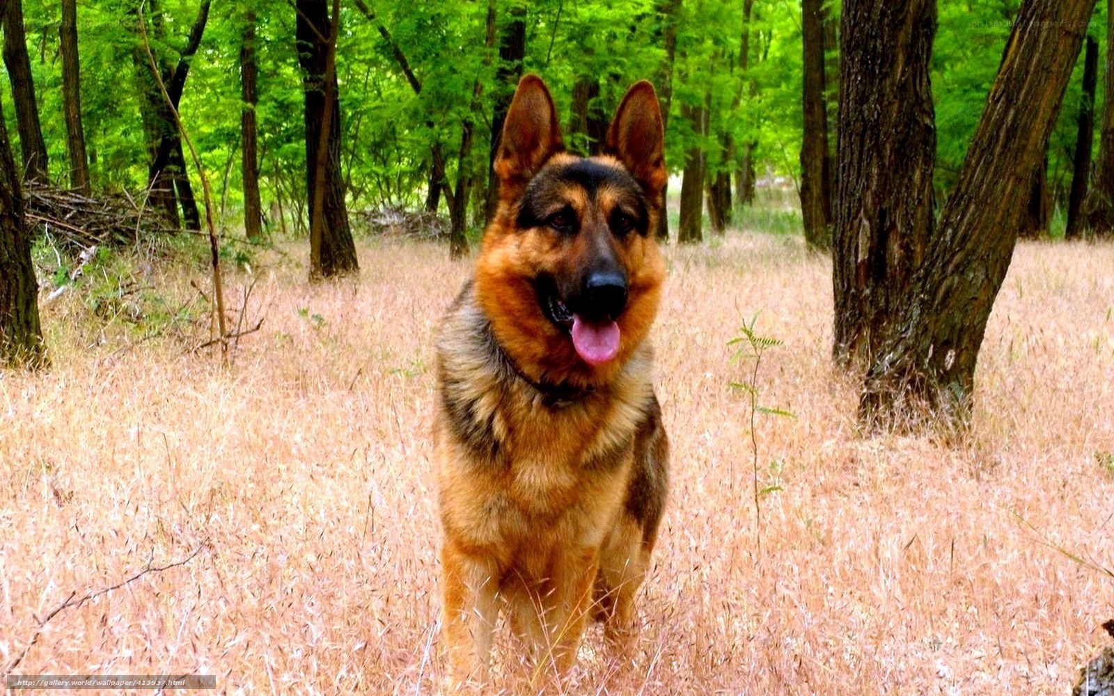 German Shepherd in the Forest