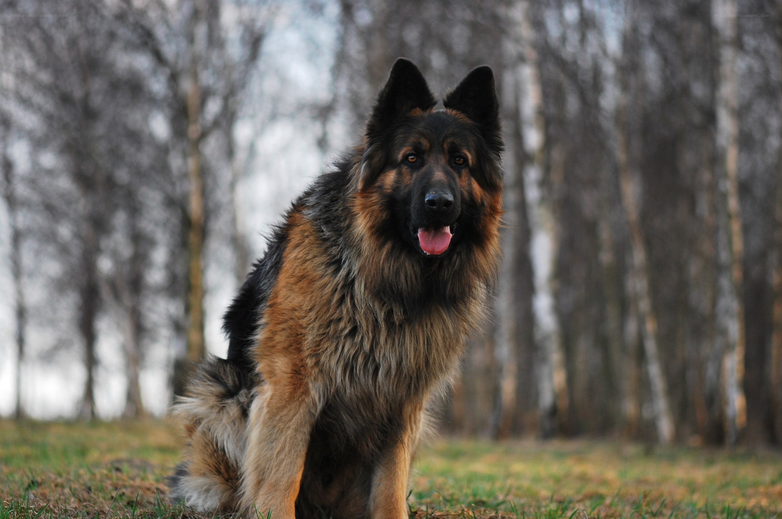 German Shepherd in the forest